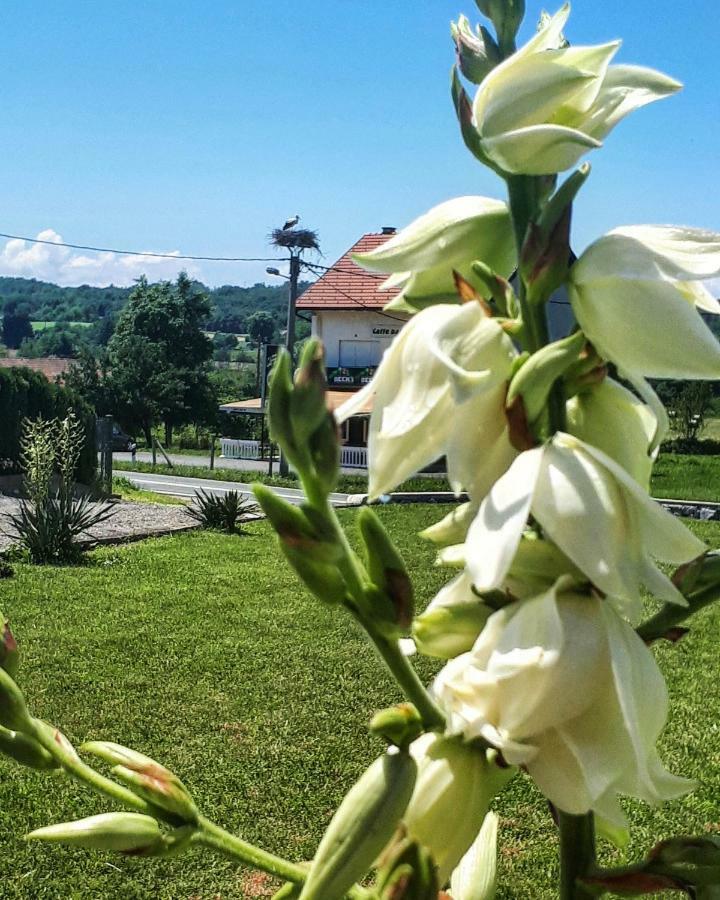 Apartman Lena Tusilovic Esterno foto